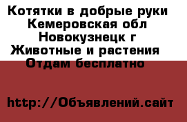 Котятки в добрые руки - Кемеровская обл., Новокузнецк г. Животные и растения » Отдам бесплатно   